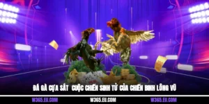 Đá Gà Cựa Sắt - Cuộc Chiến Sinh Tử Của Chiến Binh Lông Vũ