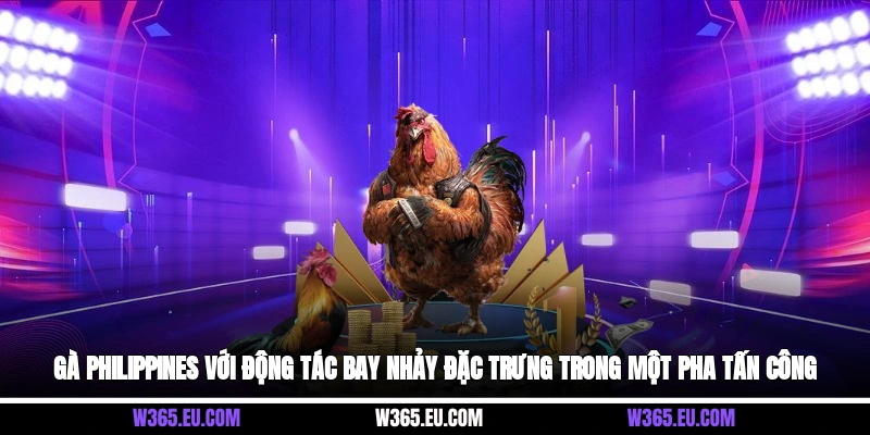 Gà Philippines với động tác bay nhảy đặc trưng trong một pha tấn công