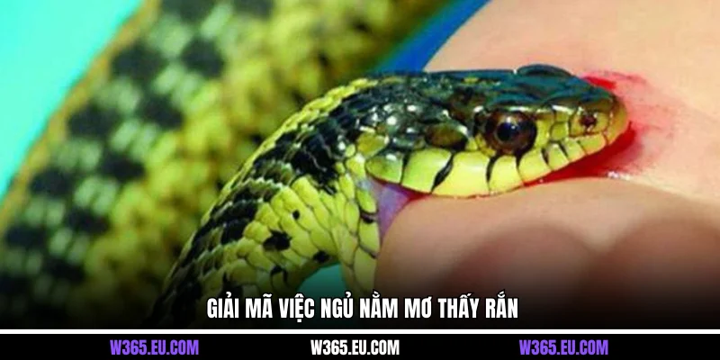 Giải mã việc ngủ nằm mơ thấy rắn