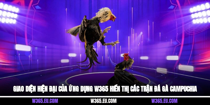 Giao diện hiện đại của ứng dụng W365 hiển thị các trận đá gà Campuchia
