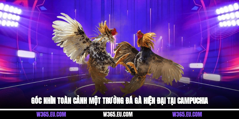 Góc nhìn toàn cảnh một trường đá gà hiện đại tại Campuchia