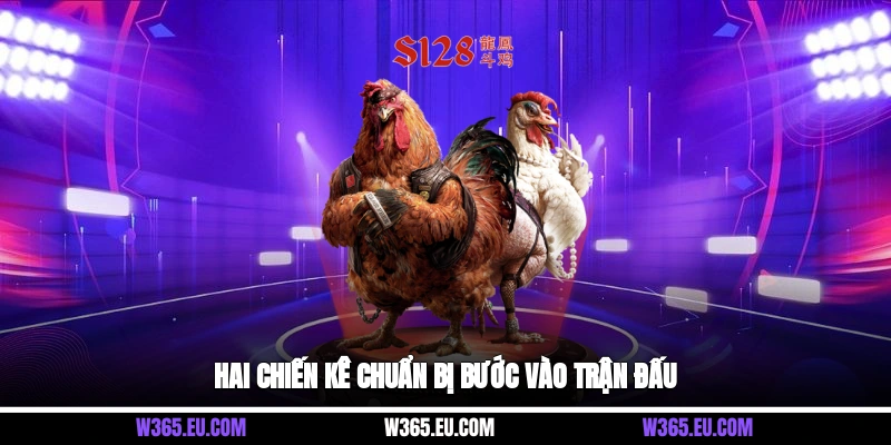 Hai chiến kê chuẩn bị bước vào trận đấu