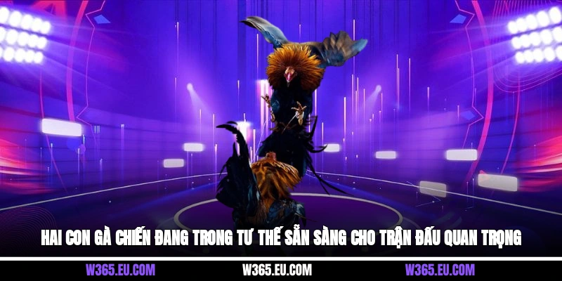 Hai con gà chiến đang trong tư thế sẵn sàng cho trận đấu quan trọng