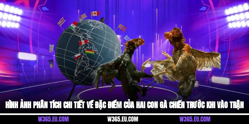 Hình ảnh phân tích chi tiết về đặc điểm của hai con gà chiến trước khi vào trận
