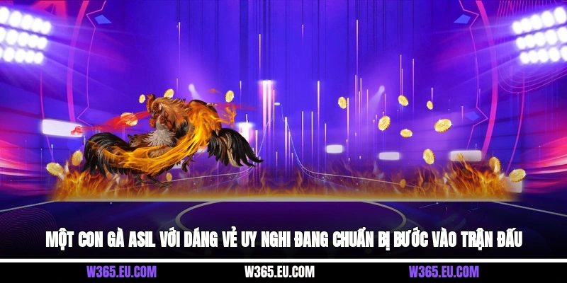 Một con gà Asil với dáng vẻ uy nghi đang chuẩn bị bước vào trận đấu