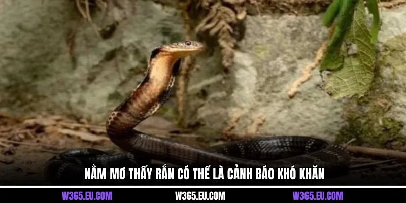 Nằm mơ thấy rắn có thể là cảnh báo khó khăn